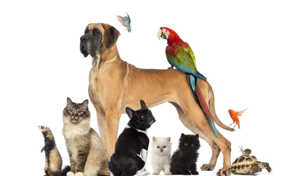 The World’s Most Popular Pets