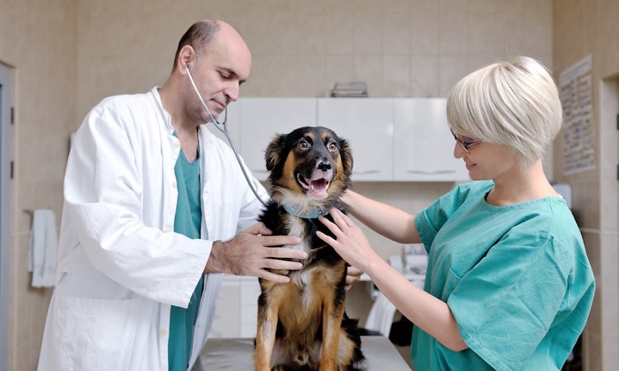 Your Veterinary Clinic